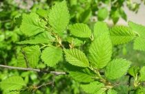 Ulmus campestris / Orme champêtre : taille 60/80 cm - Racines Nues