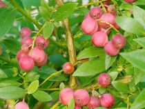 Vaccinium corymbosum \'Pink Berry\' / Myrtillier \'Pink Berry\' : 40/50 cm - pot de 2 litres