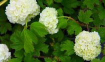 Viburnum opulus \'Roseum\' - Viorne Boule de Neige : taille 40/60 cm - Racines Nues